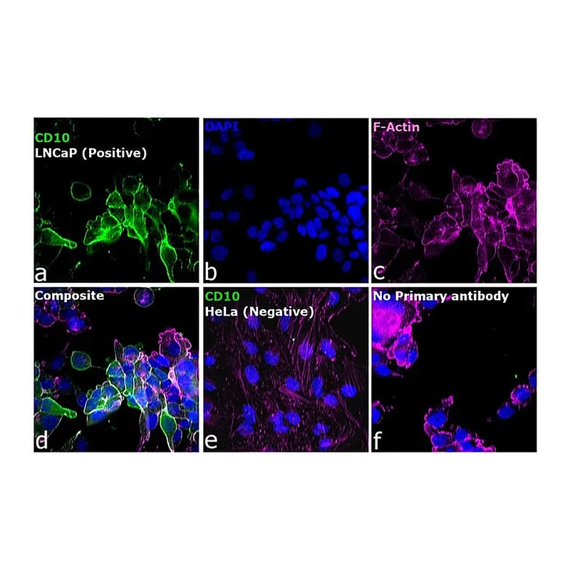 Thermo Fisher Scientific Donkey anti-Goat IgG (H+L) Highly Cross-Adsorbed Secondary Antibody, Alexa Fluor Plus 488