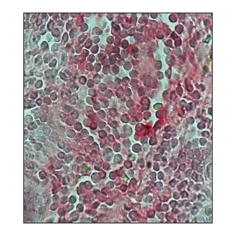 Merck ANTI-HUMAN IGG (WHOLE MOLECULE) ALKALIN&