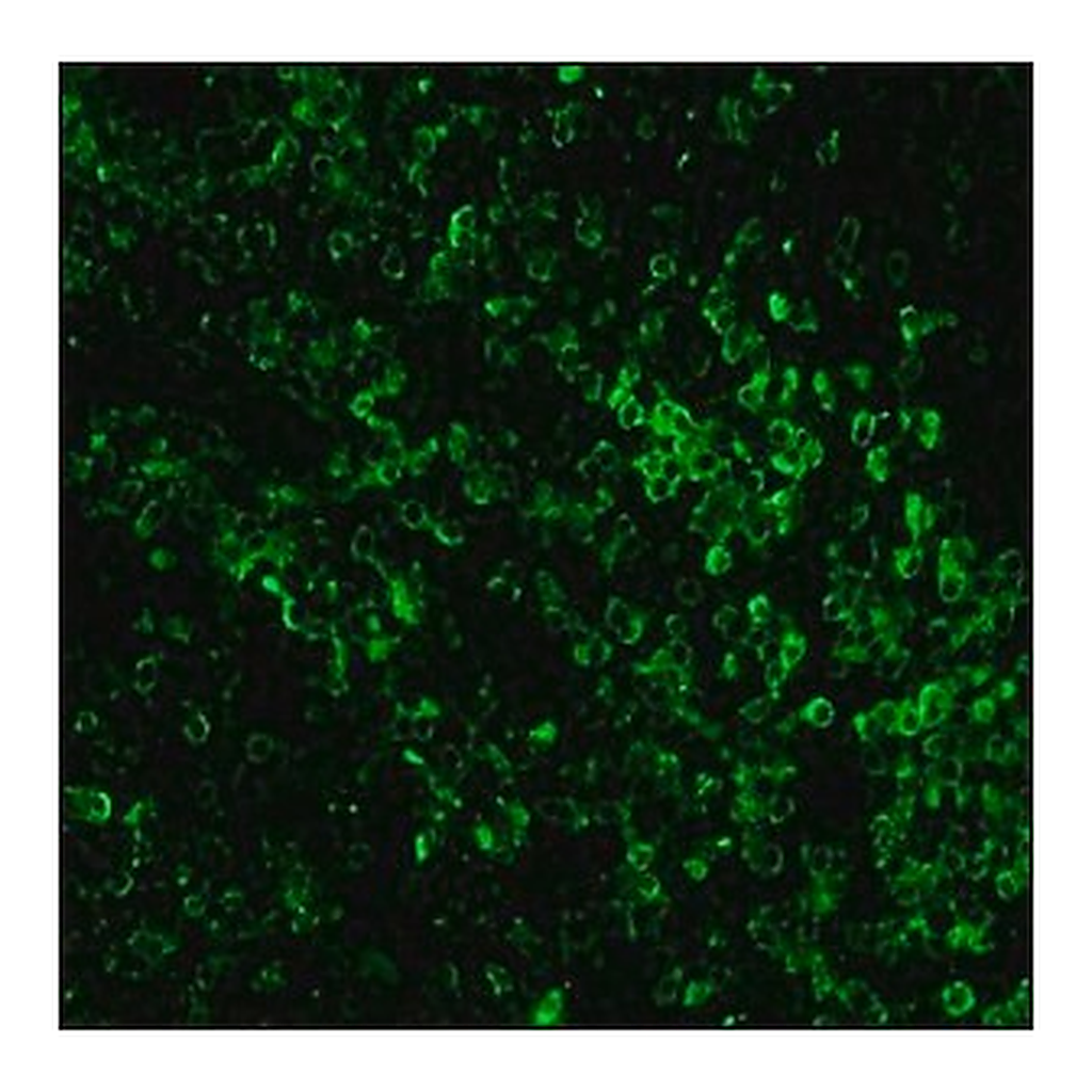Merck ANTI-RABBIT IGG (WHOLE MOLECULE) BIOTIN&