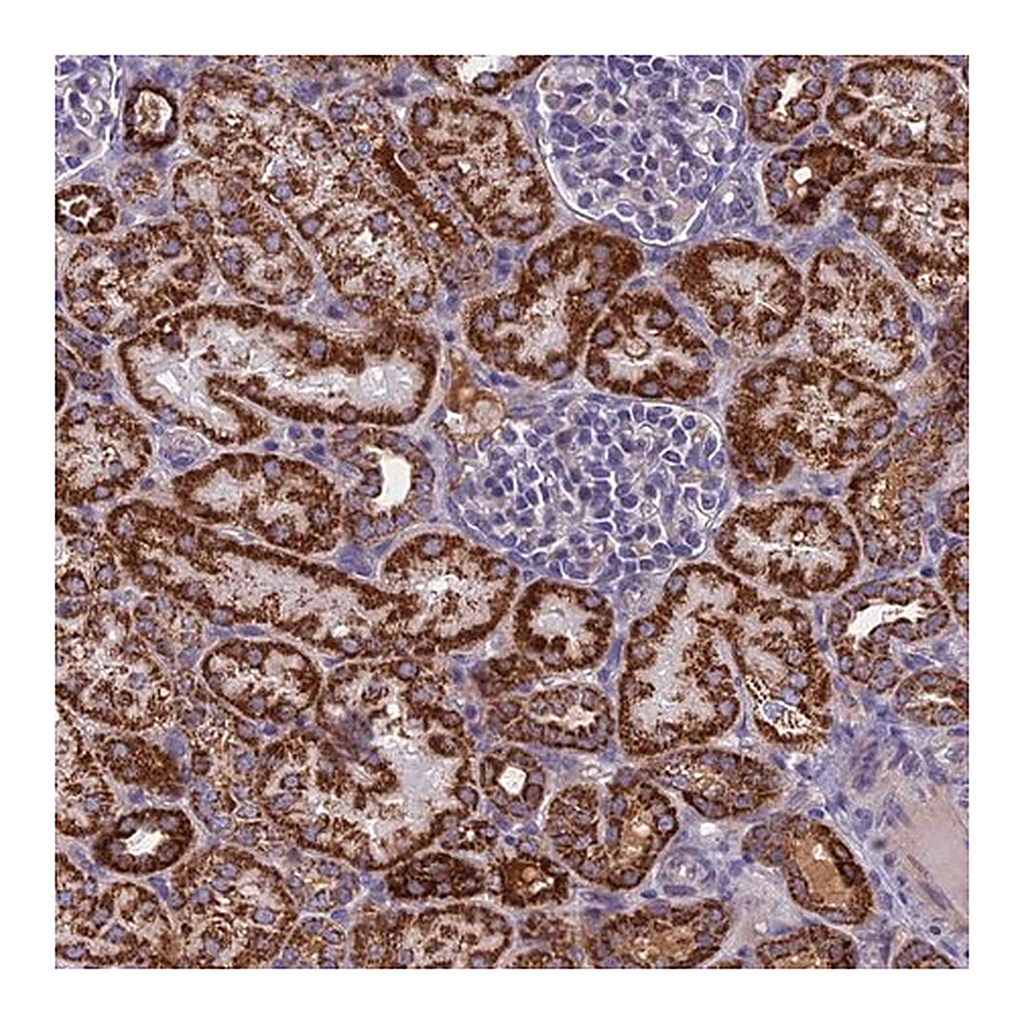 Merck Anti-NDUFB9 antibody produced in rabbit
