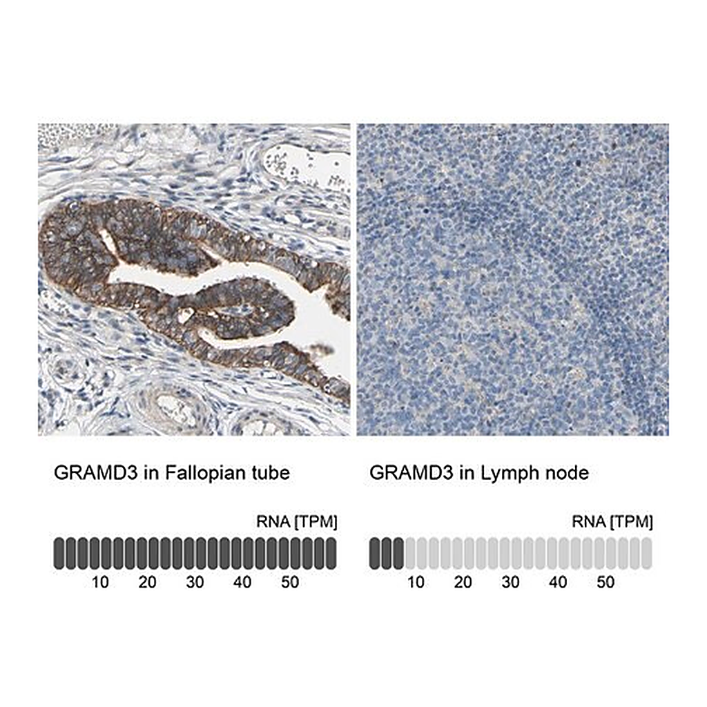 Merck Anti-GRAMD3 antibody produced in rabbit
