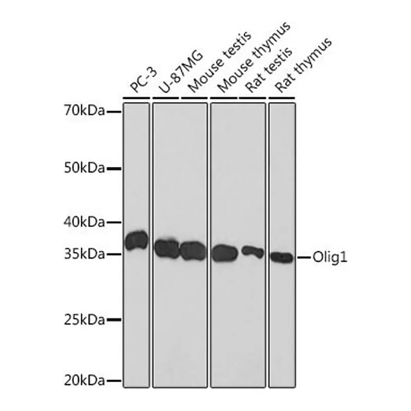Merck Anti-Olig1 antibody produced in rabbit