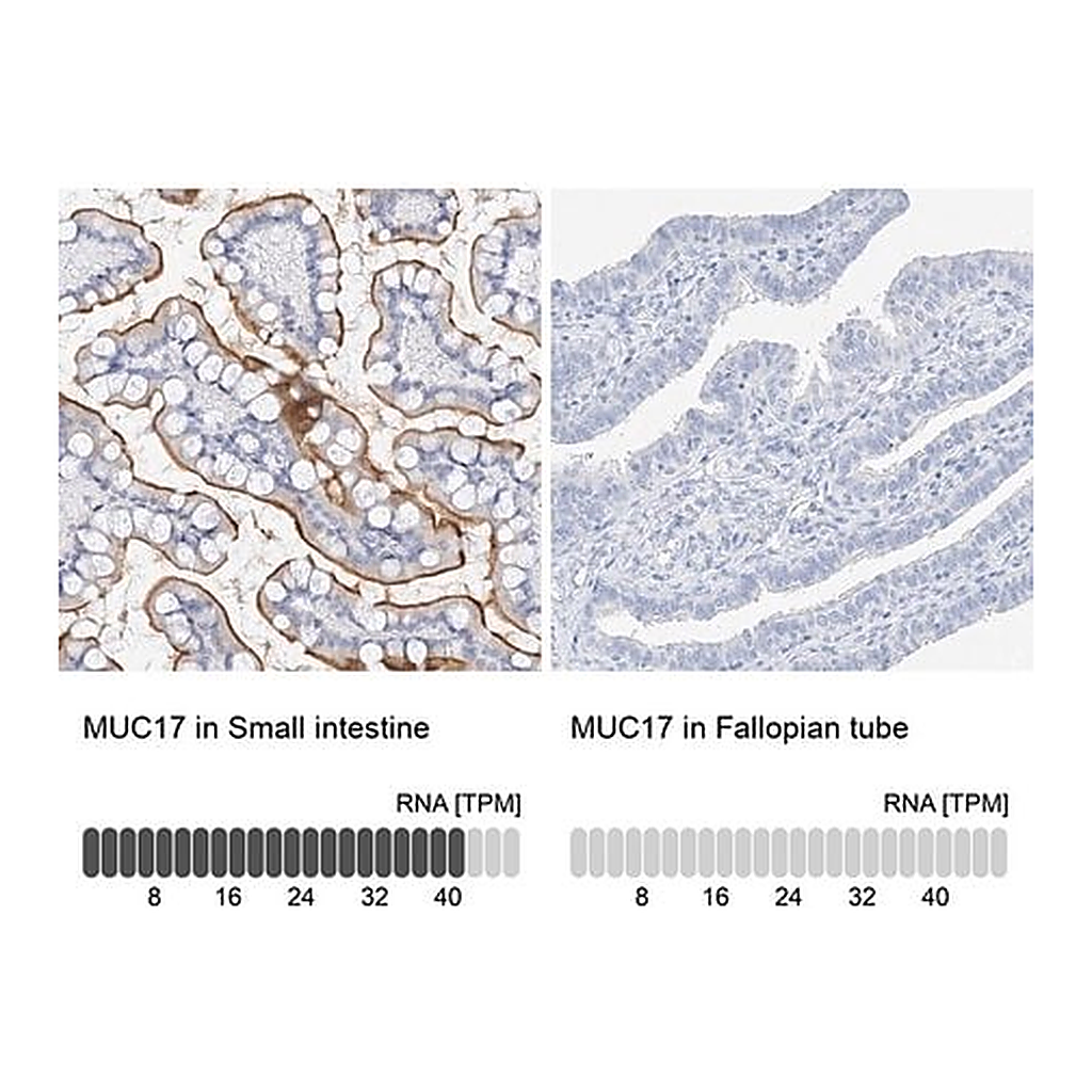 Merck Anti-MUC17 antibody produced in rabbit
