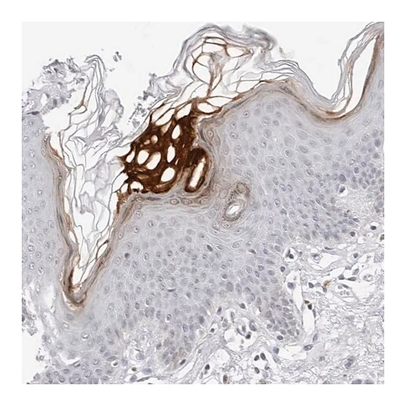 Merck Anti-FLG2 antibody produced in rabbit