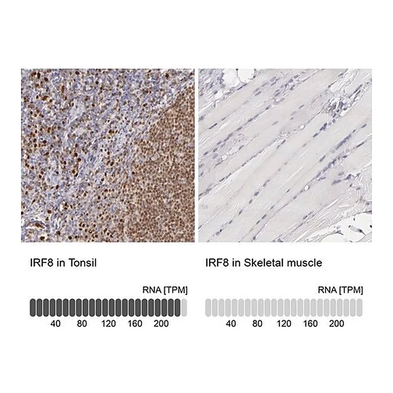 Merck Anti-IRF8 antibody produced in rabbit