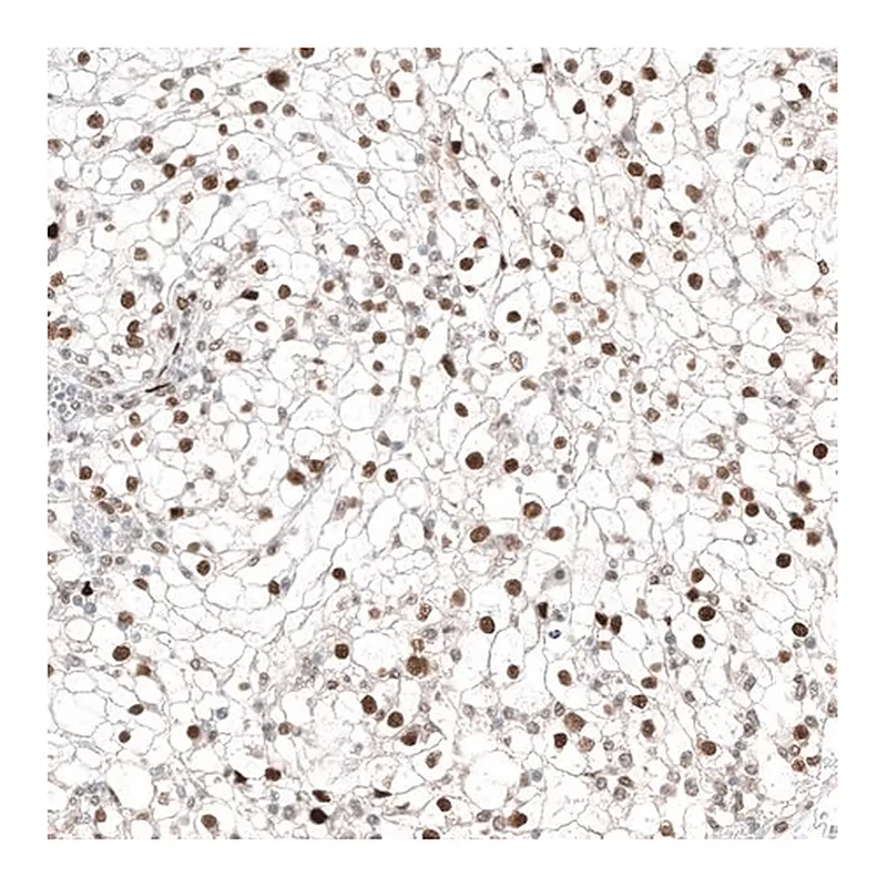 Merck Anti-TFE3 antibody produced in mouse