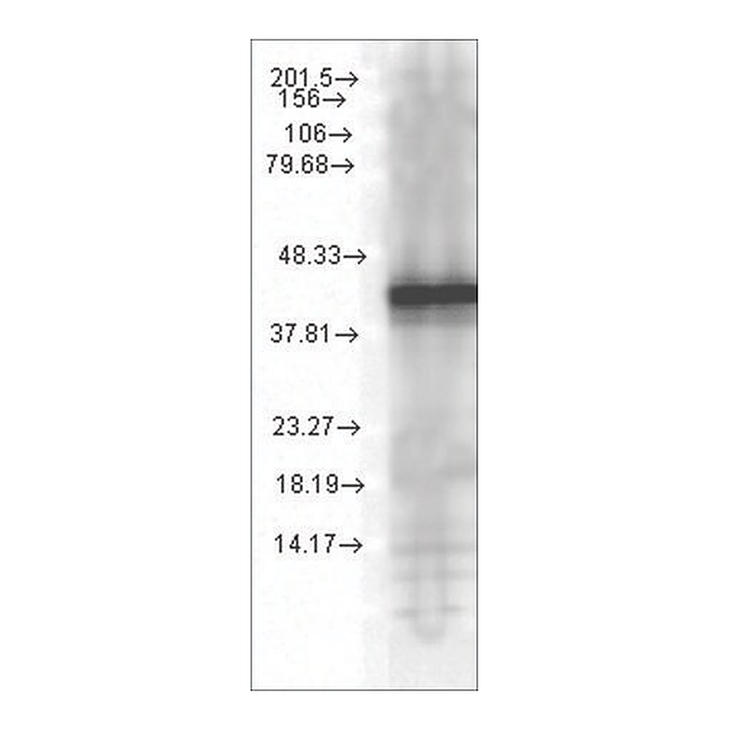 Merck Monoclonal Anti-YDJ1 antibody produced in mouse