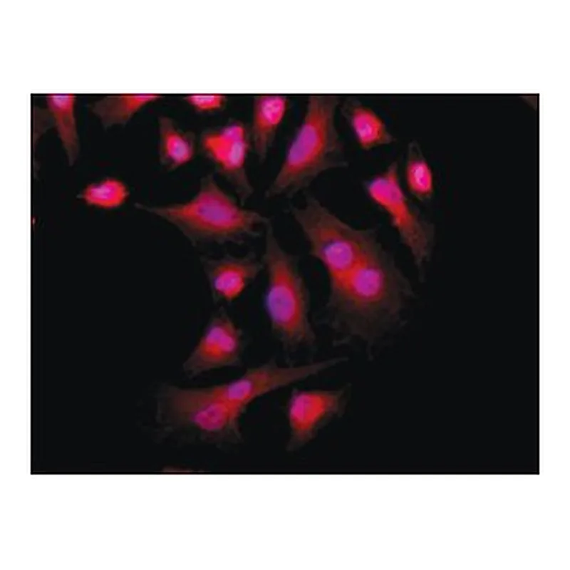 Merck ANTI-PKM2 (C-TERMINAL), ANTIBODY PRODUC&