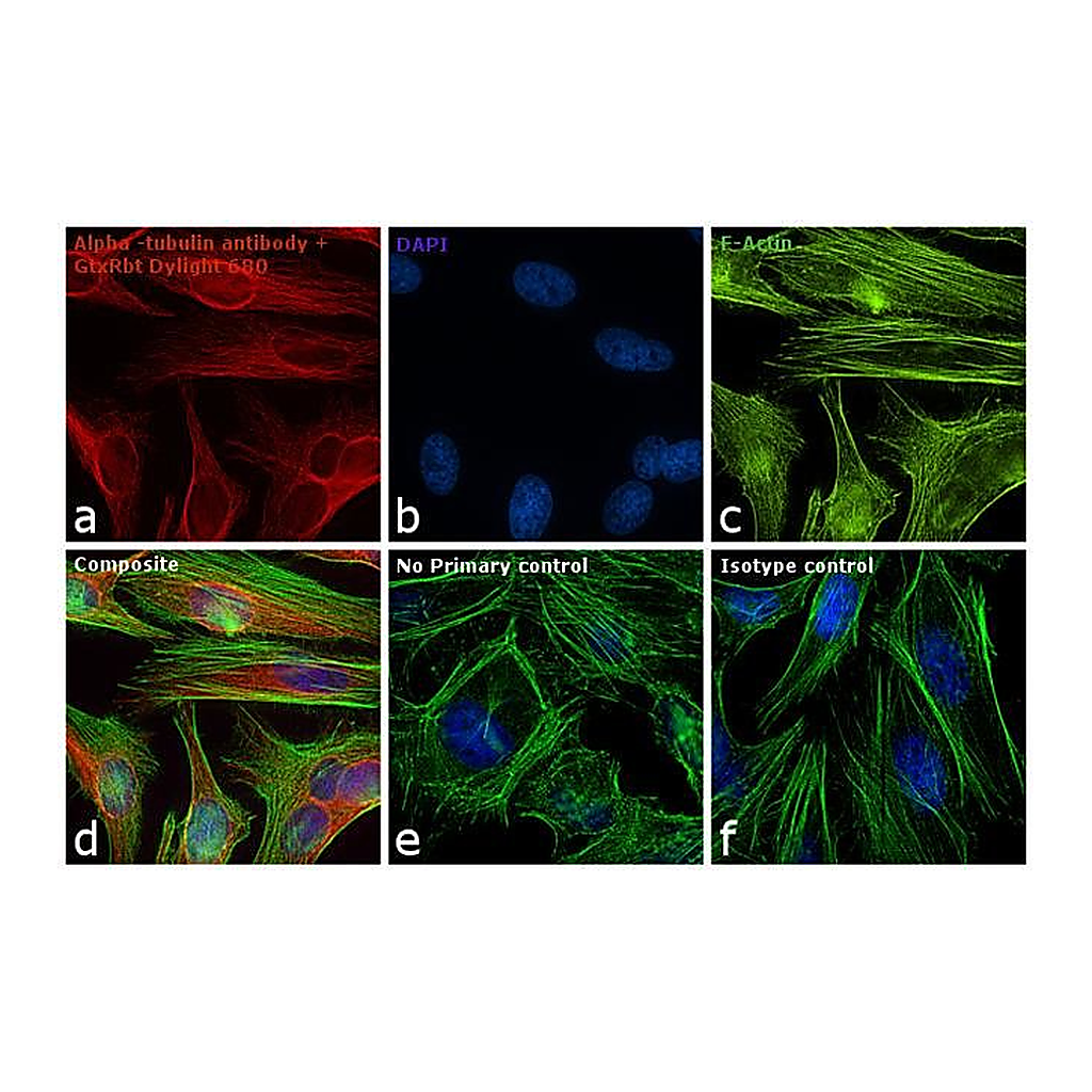 Thermo Fisher Scientific Goat anti-Rabbit IgG (H+L) Secondary Antibody, DyLight 680