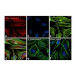 Thermo Fisher Scientific Goat anti-Rabbit IgG (H+L) Secondary Antibody, DyLight 680