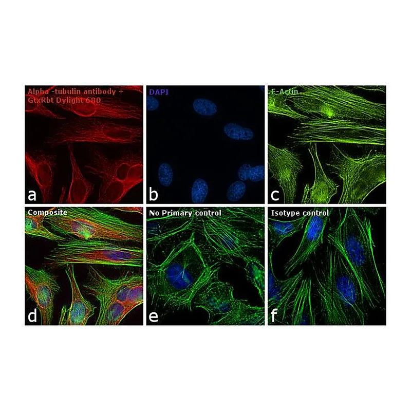 Thermo Fisher Scientific Goat anti-Rabbit IgG (H+L) Secondary Antibody, DyLight 680
