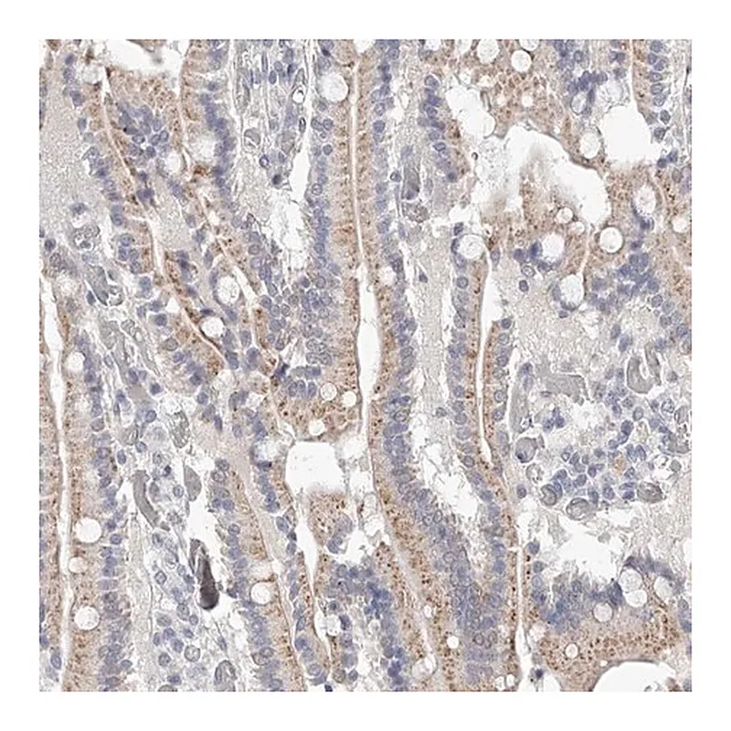 Merck Anti-NT5DC1 antibody produced in rabbit