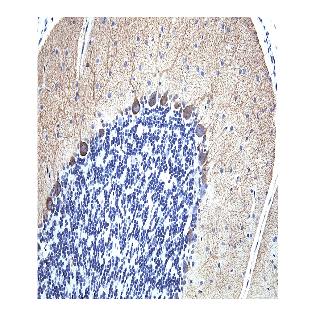 BD Purified Mouse Anti-Rat mGluR1α