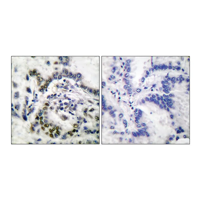 Merck Anti-Histone H3 antibody produced in rabbit