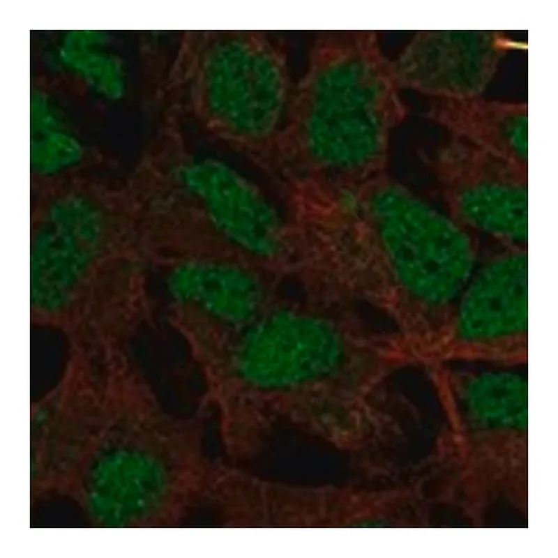 Merck Anti-HMGXB4 antibody produced in rabbit