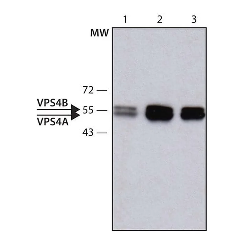Merck Anti-VPS4 antibody produced in rabbit