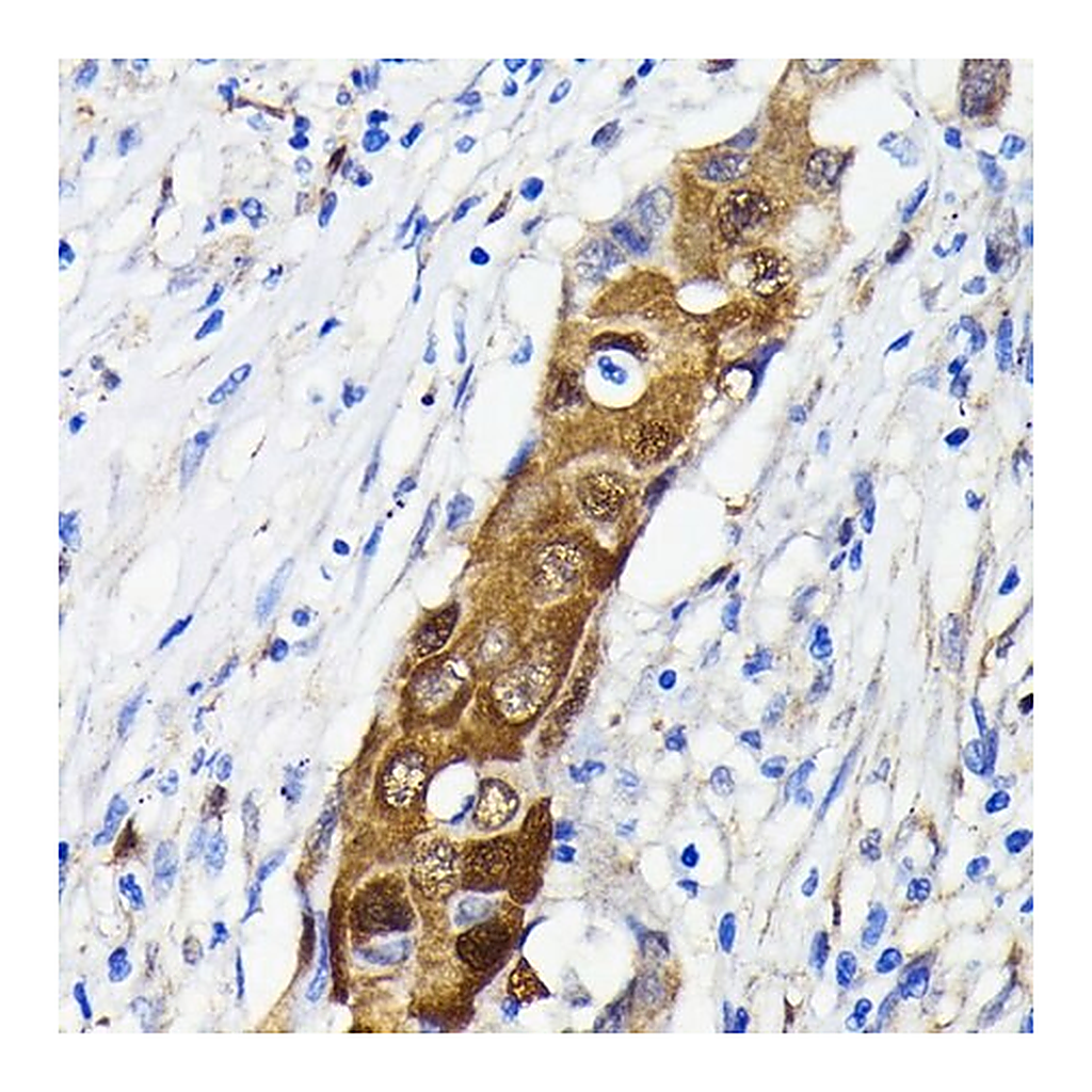 Merck Anti- NF-kB p65/RelA antibody produced in rabbit