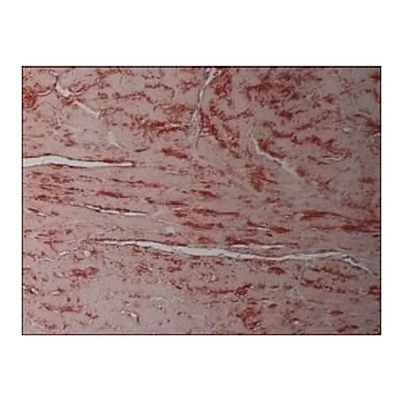 Merck MONOCLONAL ANTI-CONNEXIN 43 (CLONE
