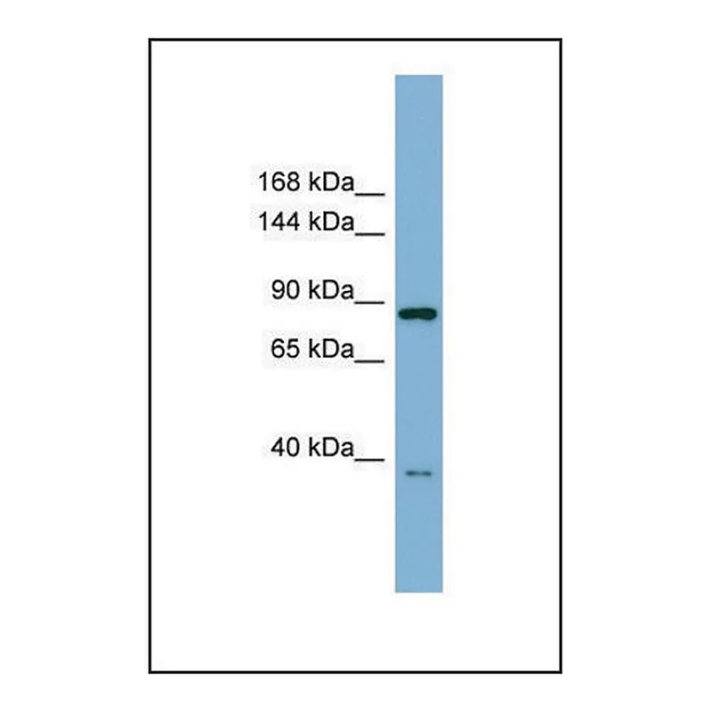 Merck Anti-FAM62C antibody produced in rabbit