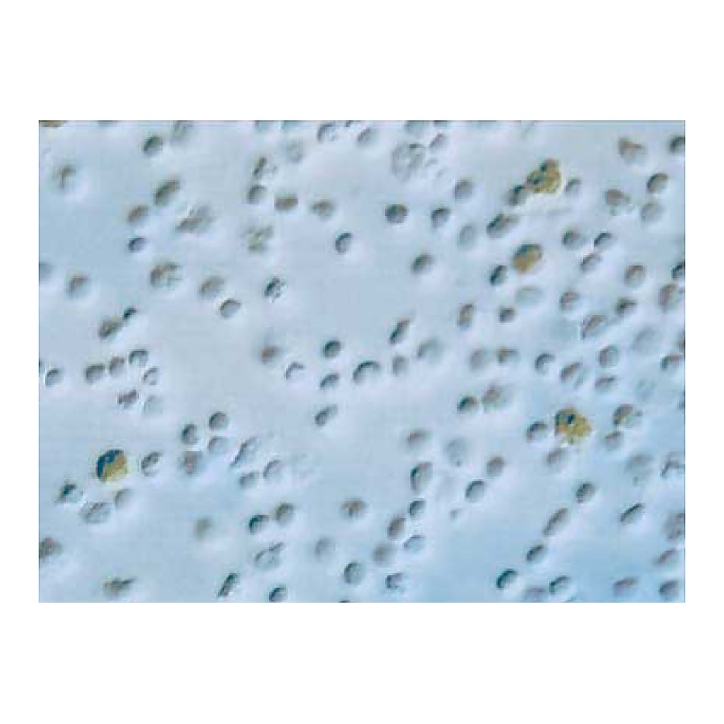 BD Purified Rat Anti-Human IL-10