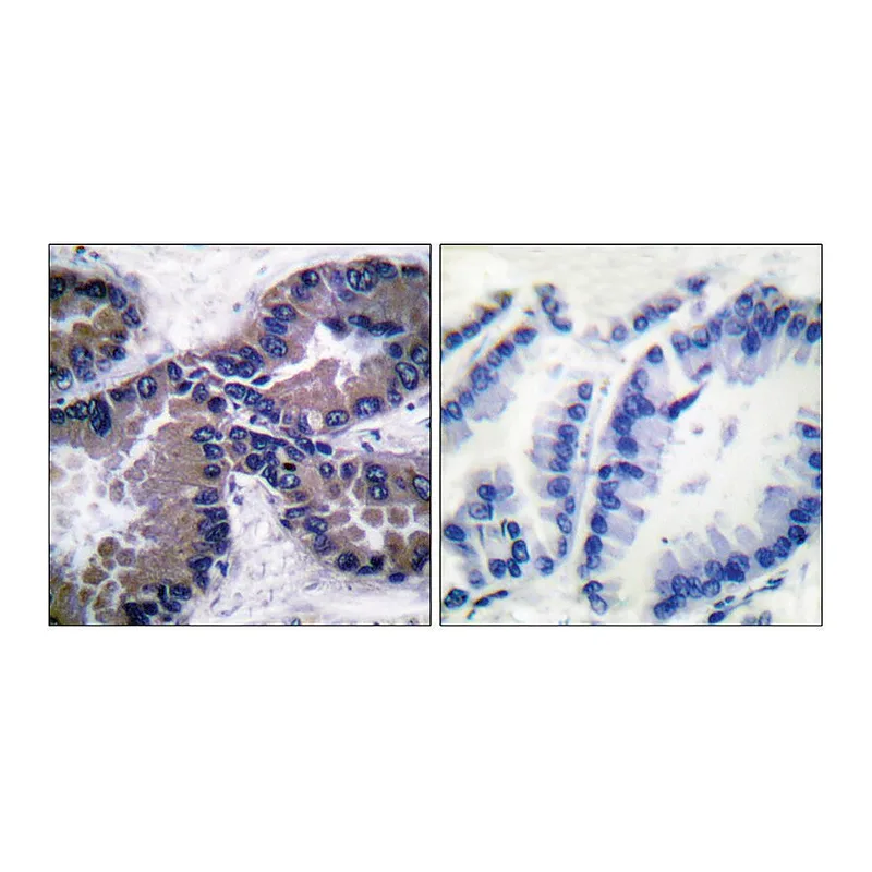 Merck Anti-NRF2 antibody produced in rabbit