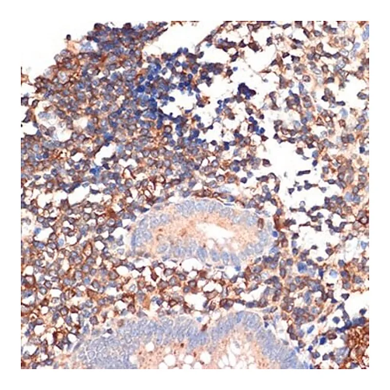 Merck Anti-EHD1 antibody produced in rabbit
