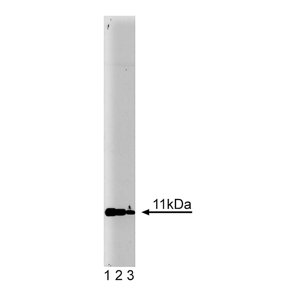 BD Purified Mouse Anti-Annexin II Light Chain