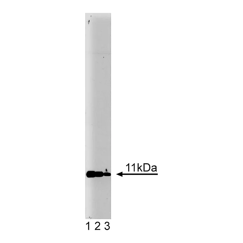 BD Purified Mouse Anti-Annexin II Light Chain