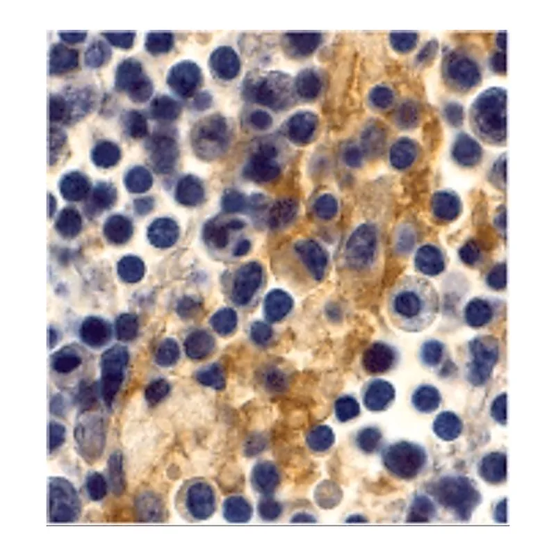 Merck Anti-DC-SIGN antibody produced in rabbit