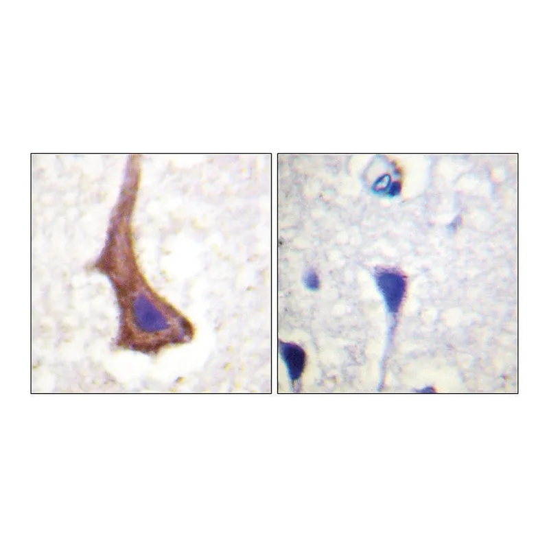 Merck Anti-CSFR antibody produced in rabbit