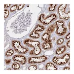 Atlas Antibodies Anti-PKD2L2 Antibody