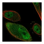 Atlas Antibodies Anti-PKIG Antibody