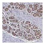 Atlas Antibodies Anti-PKN2 Antibody