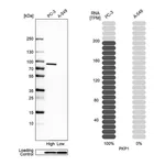 Atlas Antibodies Anti-PKP1 Antibody