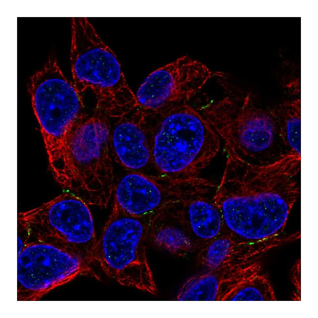 Atlas Antibodies Anti-PKP4 Antibody