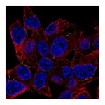 Atlas Antibodies Anti-PKP4 Antibody
