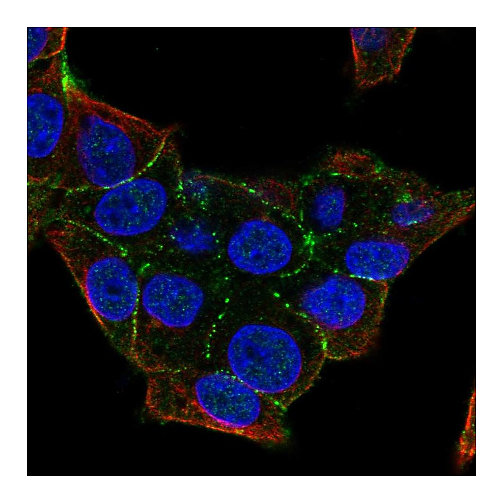 Atlas Antibodies Anti-PKP4 Antibody