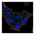 Atlas Antibodies Anti-PKP4 Antibody
