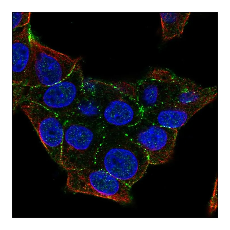 Atlas Antibodies Anti-PKP4 Antibody