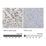 Atlas Antibodies Anti-PKP2 Antibody