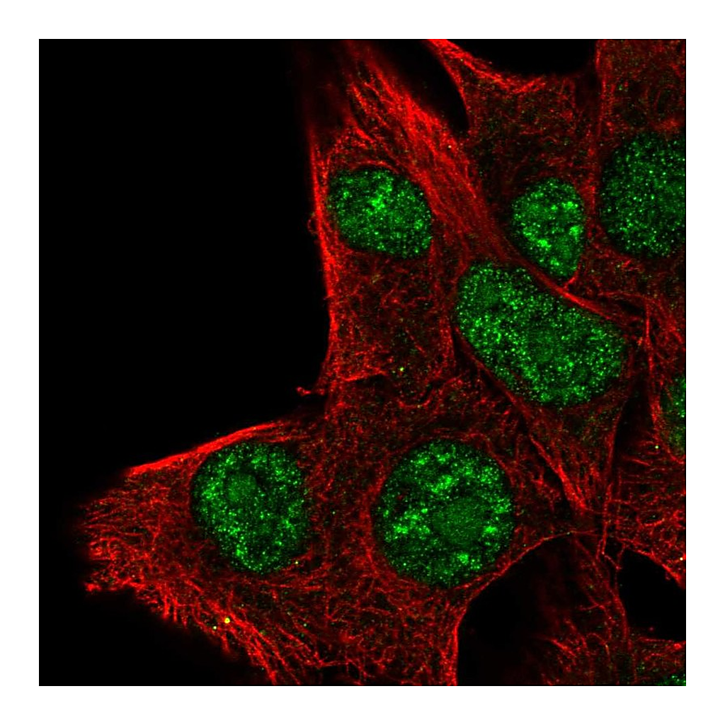 Atlas Antibodies Anti-PLA1A Antibody