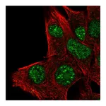 Atlas Antibodies Anti-PLA1A Antibody