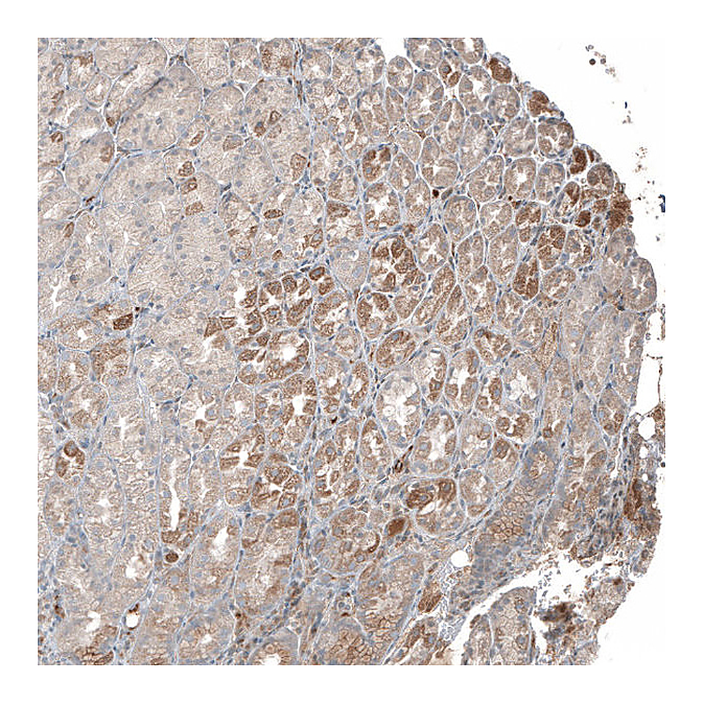 Atlas Antibodies Anti-PLA2G10 Antibody