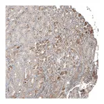 Atlas Antibodies Anti-PLA2G10 Antibody