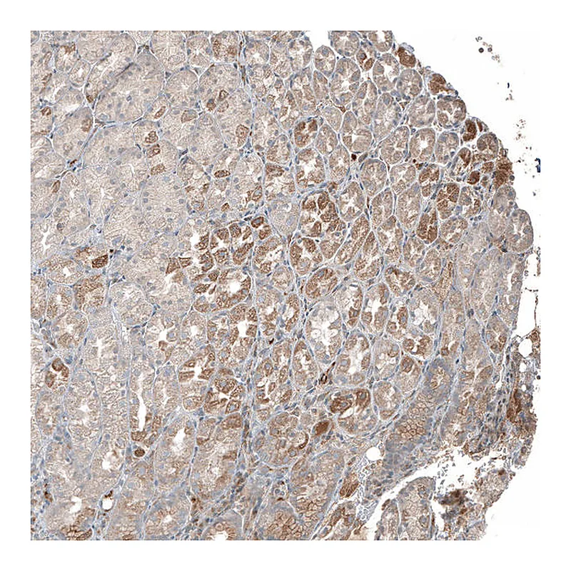 Atlas Antibodies Anti-PLA2G10 Antibody