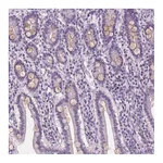 Atlas Antibodies Anti-PLA2G2E Antibody