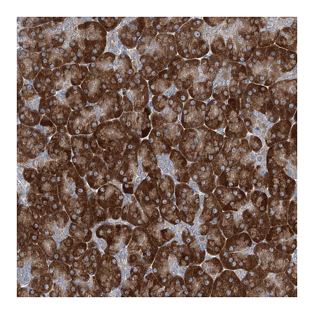 Atlas Antibodies Anti-PLA2G12A Antibody