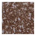 Atlas Antibodies Anti-PLA2G12A Antibody