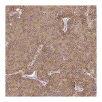 Atlas Antibodies Anti-PLA2G4A Antibody