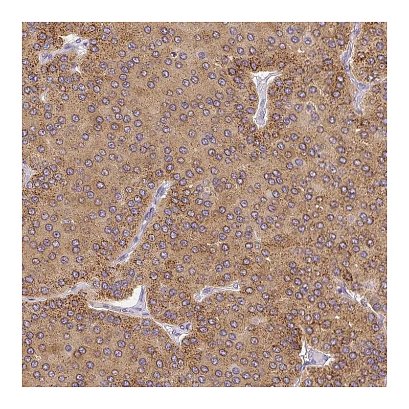 Atlas Antibodies Anti-PLA2G4A Antibody